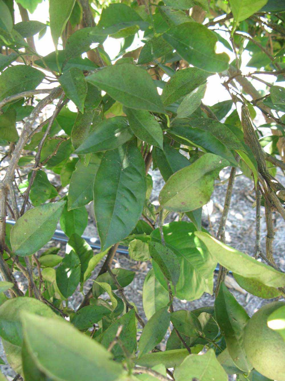              Shade leaves (Winter Haven, FL)       